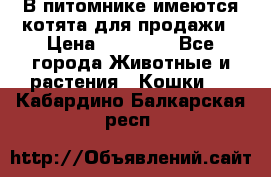 В питомнике имеются котята для продажи › Цена ­ 30 000 - Все города Животные и растения » Кошки   . Кабардино-Балкарская респ.